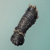 Iron Gauntlets icon