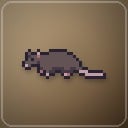 Rat