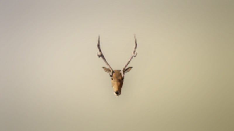 Deer Trophy