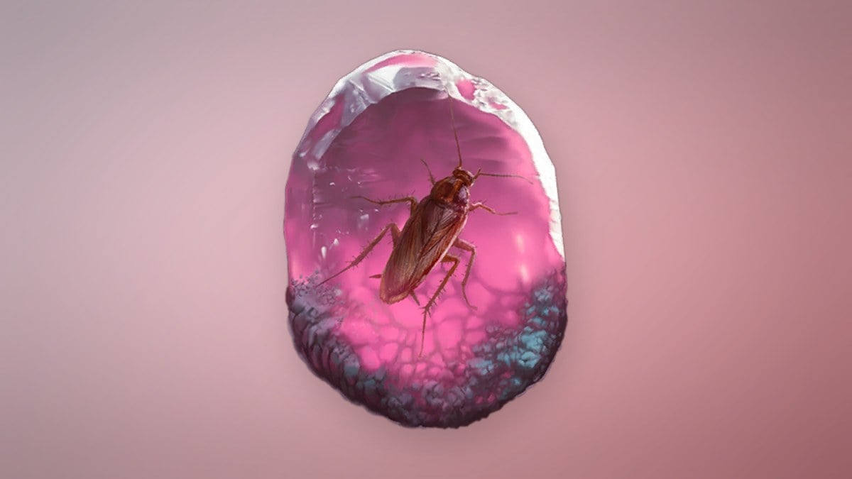 Transmuted Persistence
